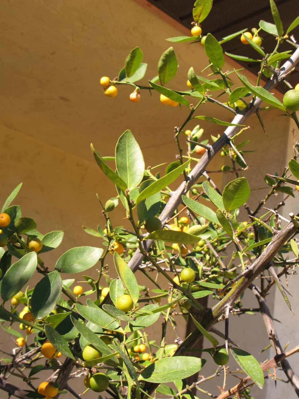           Sun leaves (Winter Haven, FL)   